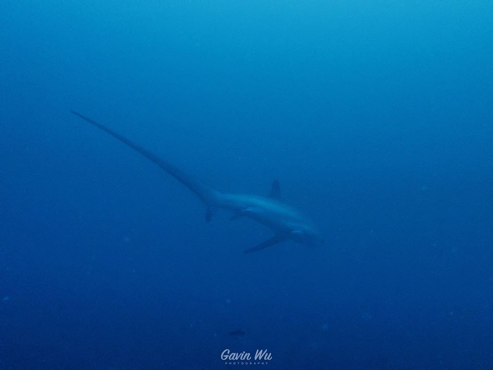 A mustgo thresher shark diving travel on Malapascua, Philippines